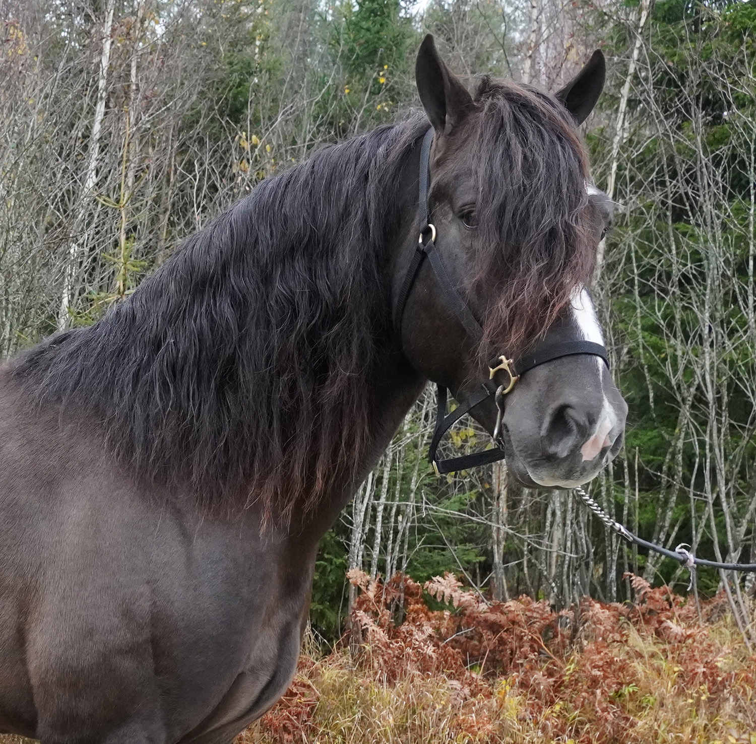 Den h&auml;r charmige killen blev vinstrikast i Travkompaniet 2025, Granbarksborren. Foto: A.Lindblom